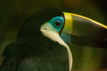 yellow billed toucan