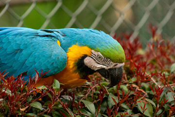 blue and yellow macaw