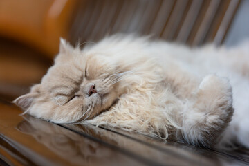 Yellow cute British long-haired pet cat, sleeping on a wooden sofa bed, showing funny sleeping posture - obrazy, fototapety, plakaty