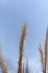 Fototapeta premium grass and sky