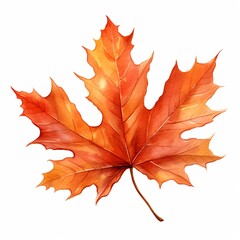 Obraz premium Autumn maple leaf isolated on white background. Watercolor illustration.