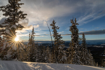 a snowy sunrise in the forest in winter
