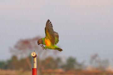 Beautiful Senegal parrot flying in the forest. Free flying bird