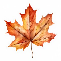 Obraz premium Autumn maple leaf isolated on white background. Watercolor hand drawn illustration