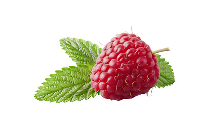 A raspberry with leaf isolated on a white background