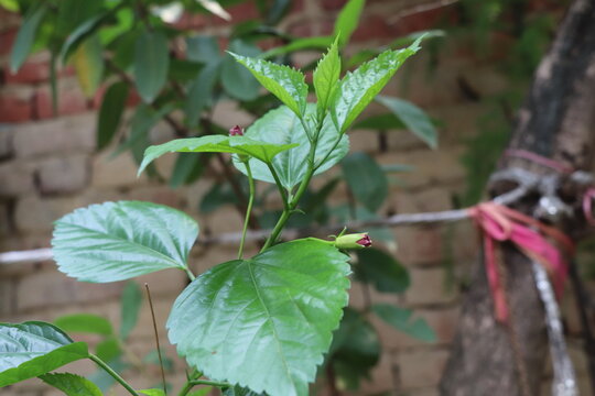Hibiscus Flower Plant Garden flower Gudhal flower plant flowers
