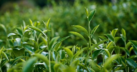 Green tea tree leaves field young tender bud herbal Green tea tree in camellia sinensis organic...