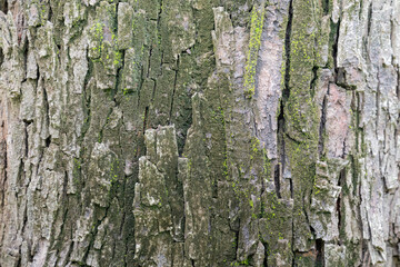 moss tree bark background texture pattern wallpaper, dark moist rotting wood, abstract peeling...