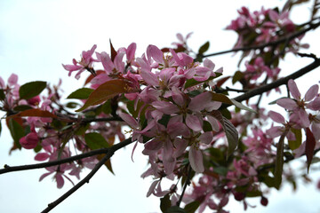 A Malus prunifolia - pink flowers