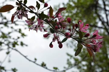 A Malus prunifolia - pink flowers