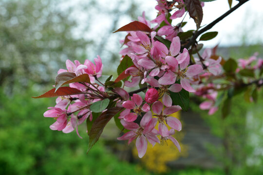 A Malus prunifolia - pink flowers
