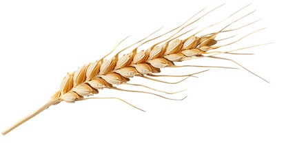 A single ear of wheat, isolated on a white background