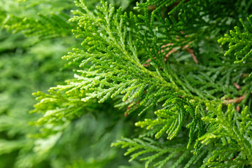 green conifer foliage background texture wallpaper pattern, environment nature leaf earth, christmas evergreen pine tree