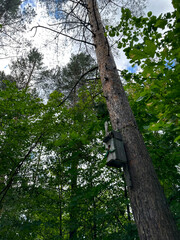 Fototapeta premium Forest in summer in central Russia