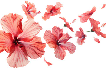 Red Hibiscus Flower on White Background: A vibrant and detailed illustration of a red hibiscus flower, showcasing its petals, stamens, and intricate details against a clean blank backdrop