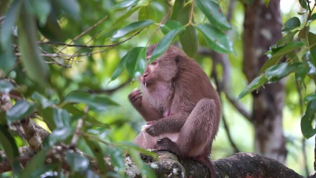 Lonely  monkey in the forest Khao Yai National Park
