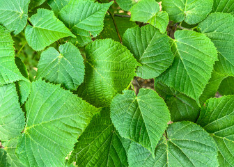 green leaves pattern. natural foliage background.