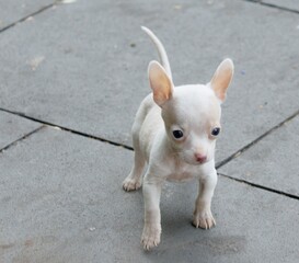 Chihuahua dog puppy