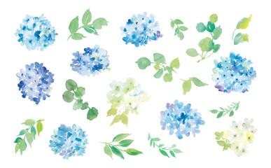 Hydrangea vector illustration set painted in watercolor