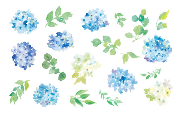 Hydrangea vector illustration set painted in watercolor