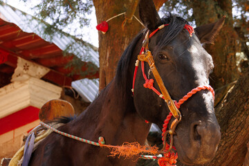 Horse