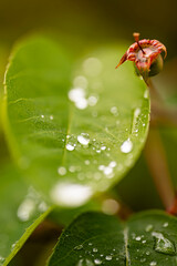 Wassertropfen auf einem grünen Blatt