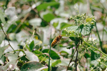 Fototapeta na wymiar 花の蜜を吸う黄色スズメバチ。スズメバチの成虫が主なエサとするのは、幼虫の唾液腺から分泌される栄養液です。ただ分泌液に栄養が不足している場合などは、樹液や花の蜜をエネルギー源とします。