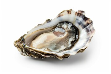 Fresh oyster with shadow on white background isolated with clipping path