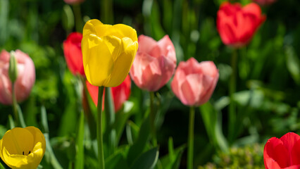 ein Tulpenfeld, im Vordergrund eine gelbe Tulpe