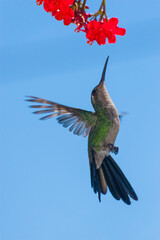 Colibrí con flores rojas y fondo azul
