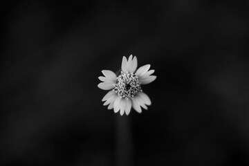 white flower in the dark mood