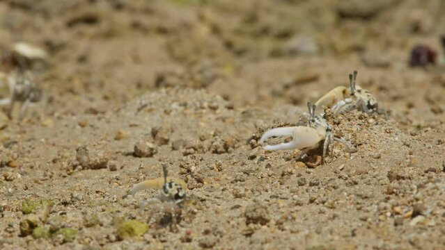 Male Lemon-Clawed Fiddler Crabs Waving.