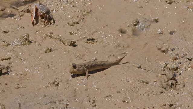 A Barred Mudskipper and Lemon-Clawed Fiddler Crabs Foraging.