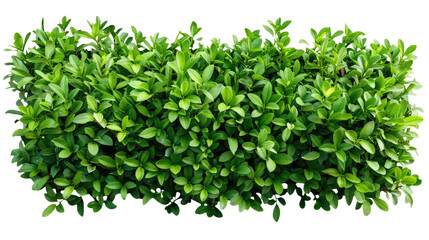 Obraz premium green bush square shape cutout clipping path png isolated on white or transparent background