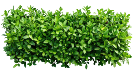 green bush square shape cutout clipping path png isolated on white or transparent background