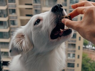 the dog tastes the bread, eats the treat, feeds the hungry dog. The owner hand gives his dog a...