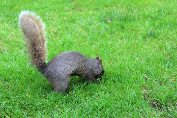 squirrel in the grass