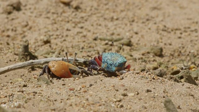 Male and Female Tetragonal Fiddler Crabs Courting.