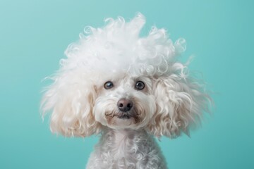 Humorous canine wearing colorful wig