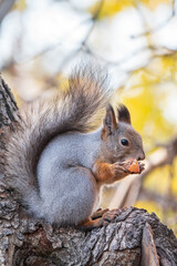 The squirrel with nut sits on tree in the autumn. Eurasian red squirrel, Sciurus vulgaris.