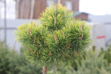 Pine tree in a pot on the ground, closeup of photo