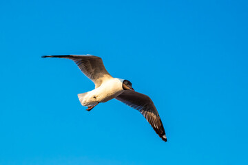 Seagull in blue sky clouds. Seagull flying in blue sky. Seagull flying in sky. Seagull flying sky
