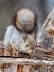 A squirrel sits on a stump and eats nuts in autumn.