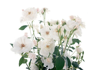 white rose bush - 792355717