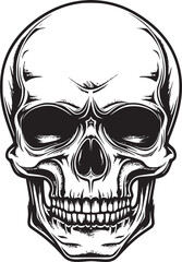Human skull illustration. Monochrome hand-drawn skull on black and white backgrounds. Vector