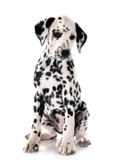 puppy dalmatian in studio - 792355771