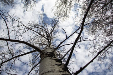 Solitary Birch Tree Against Clear Blue Sky
