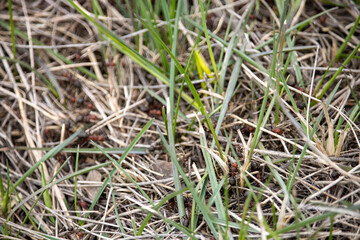 Disturbed Ant Hill in Natural Setting