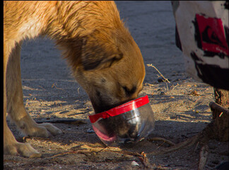 Perro callejero, tomando agua de un trozo de botella plástica.