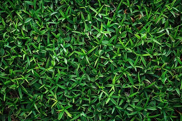 Take a picture of grass as background using your phone